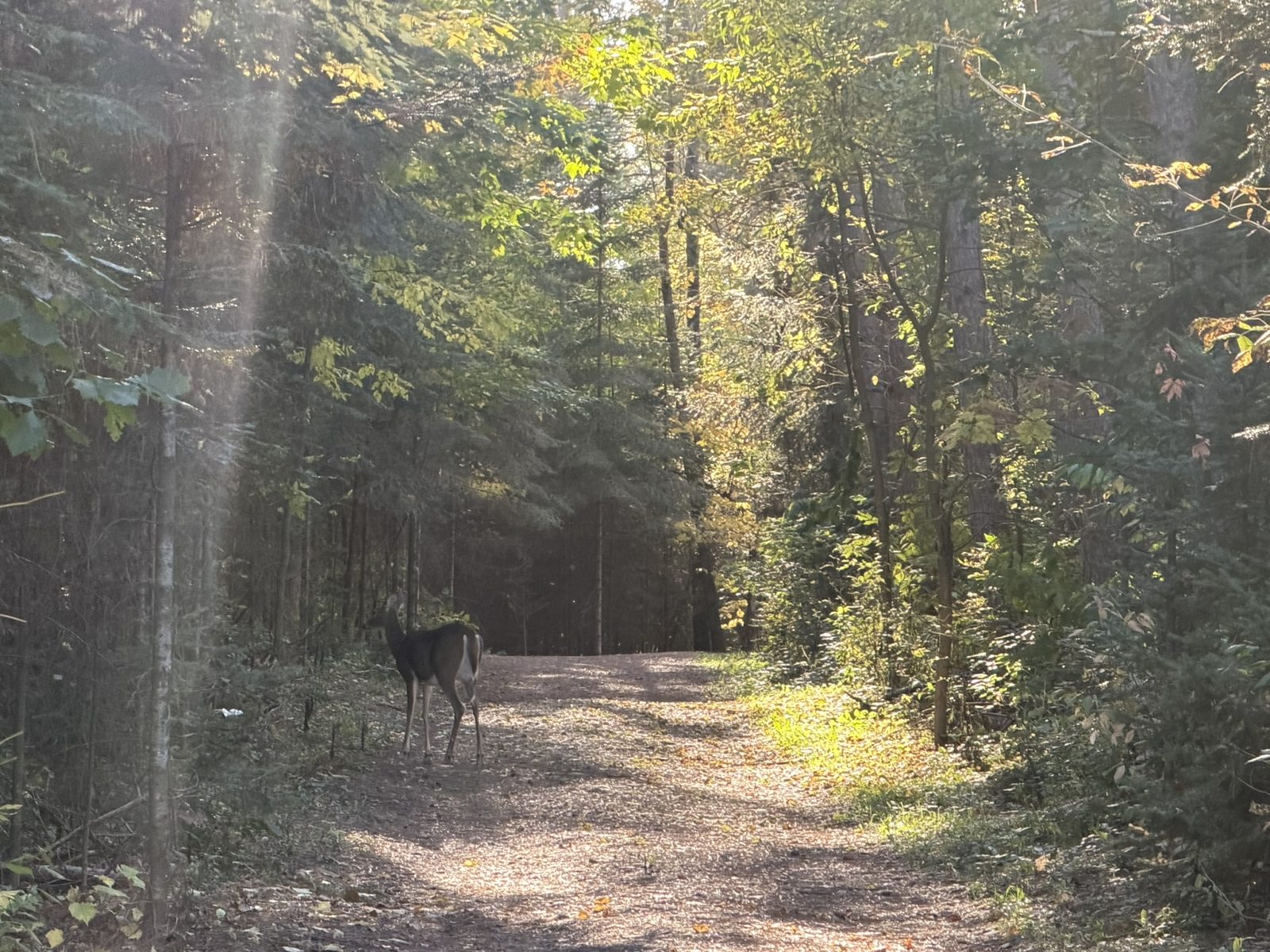 White-tailed deer
